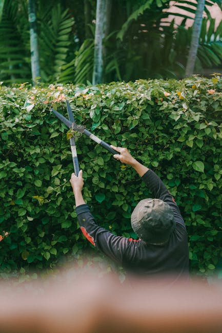 A person wearing a dark long-sleeved shirt and a grey cap is trimming a dense, well-maintained hedge with a pair of pruning shears. The hedge consists of small, glossy green leaves with some light-col